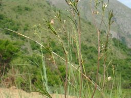 Brachystelma franksiae subsp. franksiae